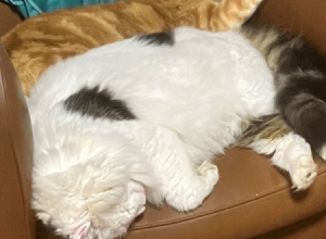 GATTI-3