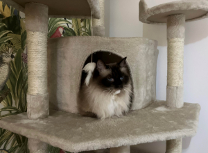 GATTO-4